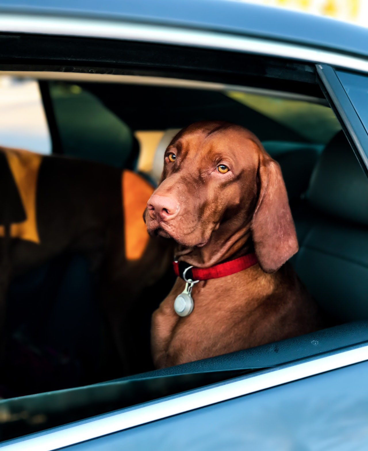 dog looking out window. Car safety post