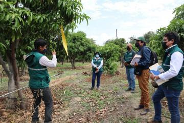 Senasa Perú y SAG Chile verifican implementación de medidas correctivas para retomar exportaciones de mango