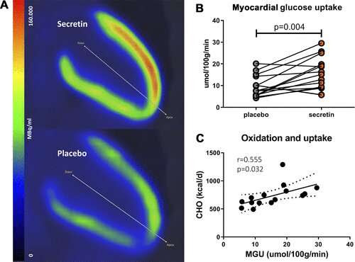 Study identifies effects of secretin on cardiorenal function