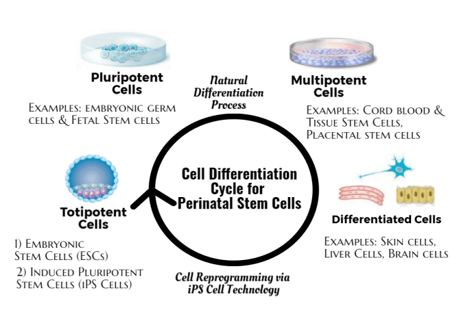 Cell Differentiation Cycle for Perinatal Stem Cells