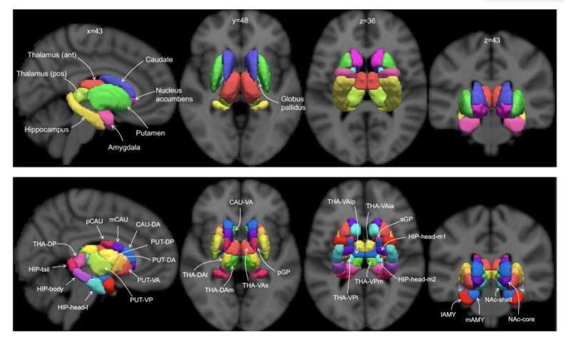 Mapping the subcortex, the most ancient part of the brain