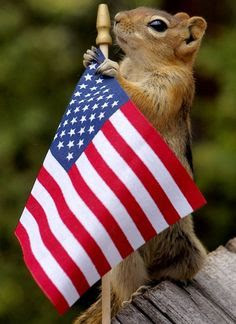 Patriotic squirrel