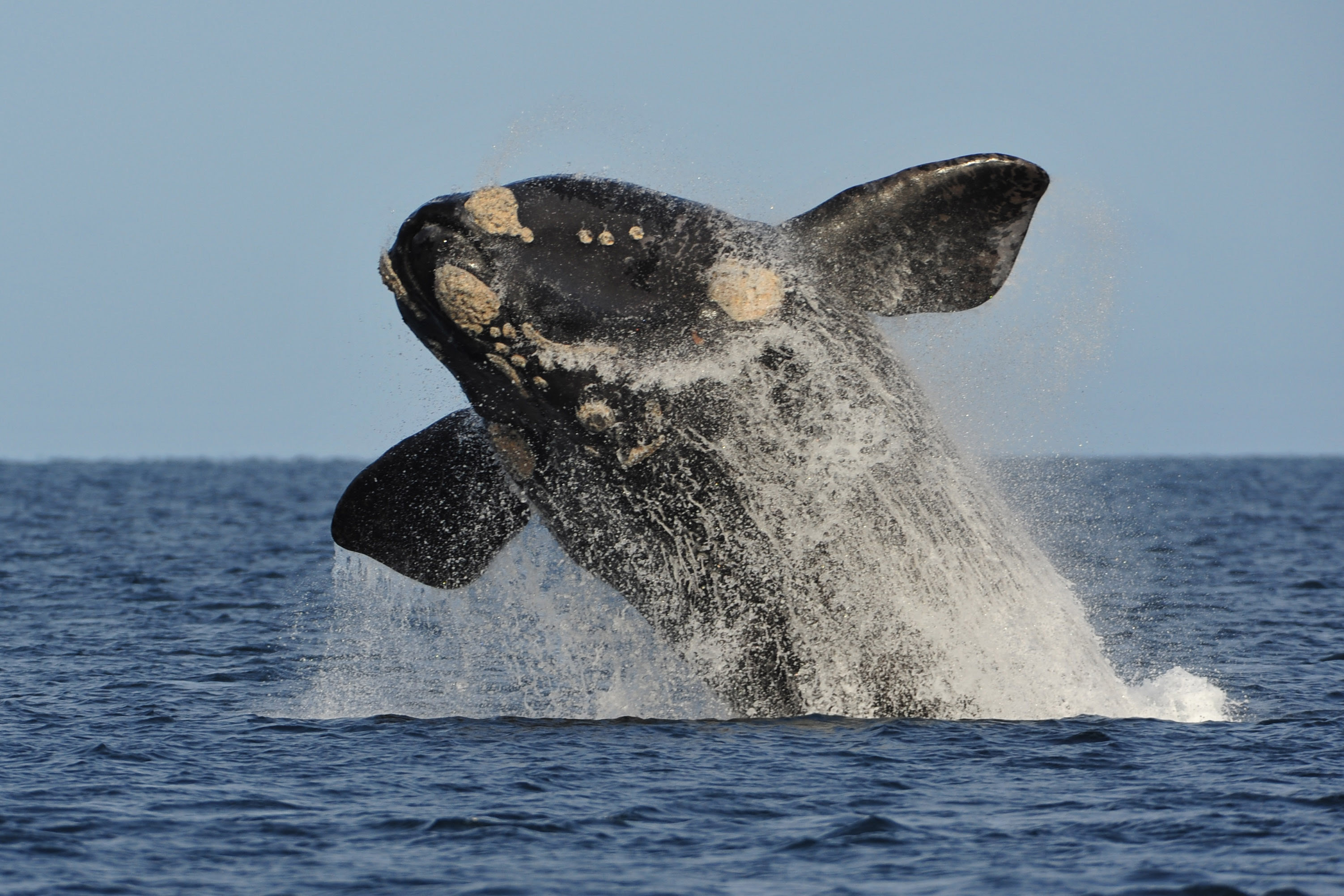 Puerto Madryn Recibe A Las Primeras Ballenas