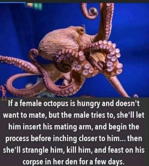 wtf posts - if a female octopus is hungry - If a female octopus is hungry and doesn't want to mate, but the male tries to, she'll let him insert his mating arm, and begin the process before inching closer to him... then she'll strangle him, kill him, and