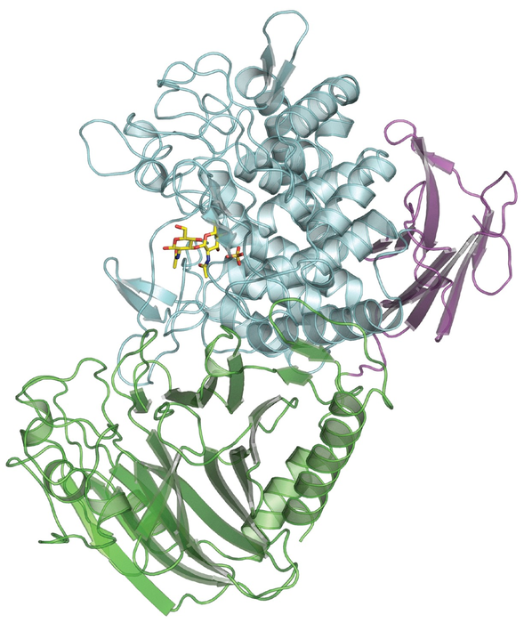 Bacterial enzyme makes new type of biodegradable polymer