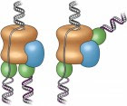 replisome These cartoons show the old "textbook" view of the replisome, left, and the new view, right, revealed by electron micrograph images in the current study. Prior to this study, scientists believed the two polymerases (green) were located at the bottom (or back end) of the helicase (tan), adding complementary DNA strands to the split DNA to produce copies side by side. The new images reveal that one polymerase is located at the front end of the helicase. The scientists are conducting additional studies to explore the biological significance of this unexpected location. (credit: Brookhaven National Laboratory)