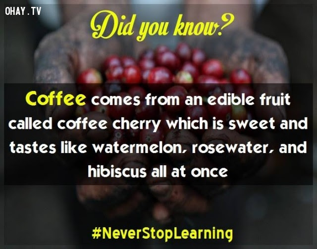 12. Cà phê xuất phát từ một loại quả được gọi là anh đào cà phê có vị ngọt và hương vị như dưa hấu, nước hoa hồng, dâm bụt trộn lại.,sự thật thú vị,những điều thú vị trong cuộc sống,khám phá,sự thật đáng kinh ngạc,có thể bạn chưa biết