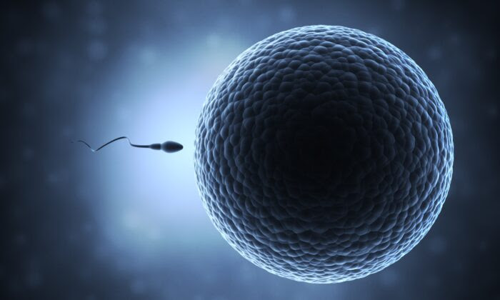 Pfizer Vaccine Impairs Sperm Count: Conspiracy Theorists Were Right