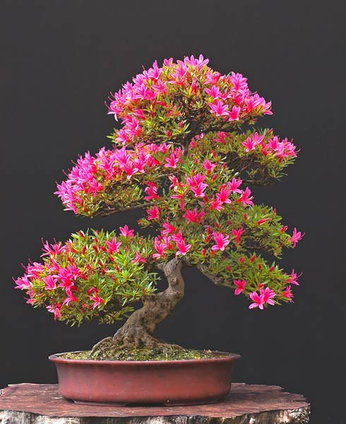 Những cây bonsai đẹp nhất của Nhật Bản 1284a289-d44f-40a3-8f9d-d50f252dd544