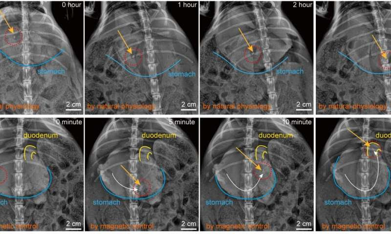 Nanofiber-based biodegradable millirobot that can release different drugs in targeted positions in the intestines