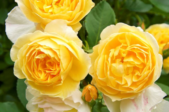 ‘Graham Thomas’ English roses