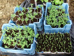 Peas and beans sown in a variety of recycled containers - mid. Feb.
