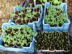 Peas and beans sown in a variety of recycled containers - mid. Feb. Peas and beans sown in a variety of recycled containers - mid. Feb.