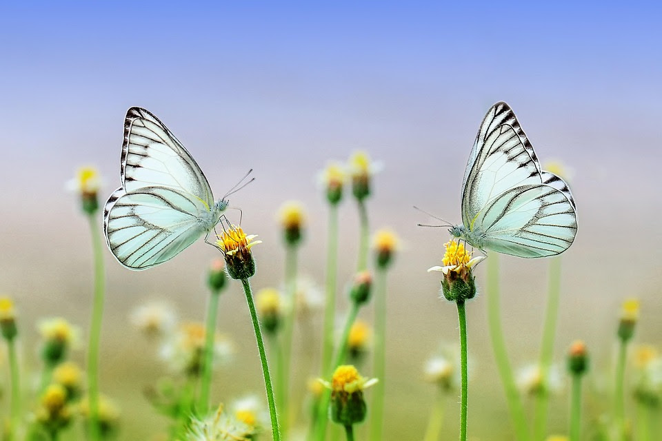 Butterfly, Insect, Macro, Animal, Nature, Spring