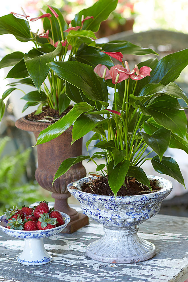 GIVE YOUR HOUSEPLANTS A SUMMER VACATION GardenSmart-Anthurium