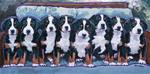 Swissie Pups - Posted on Tuesday, March 3, 2015 by Nadi Spencer