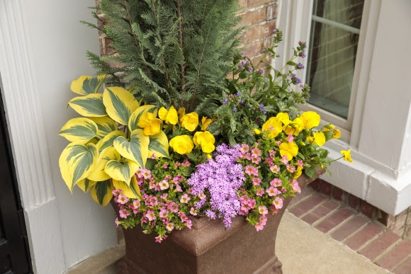 Spring container planting