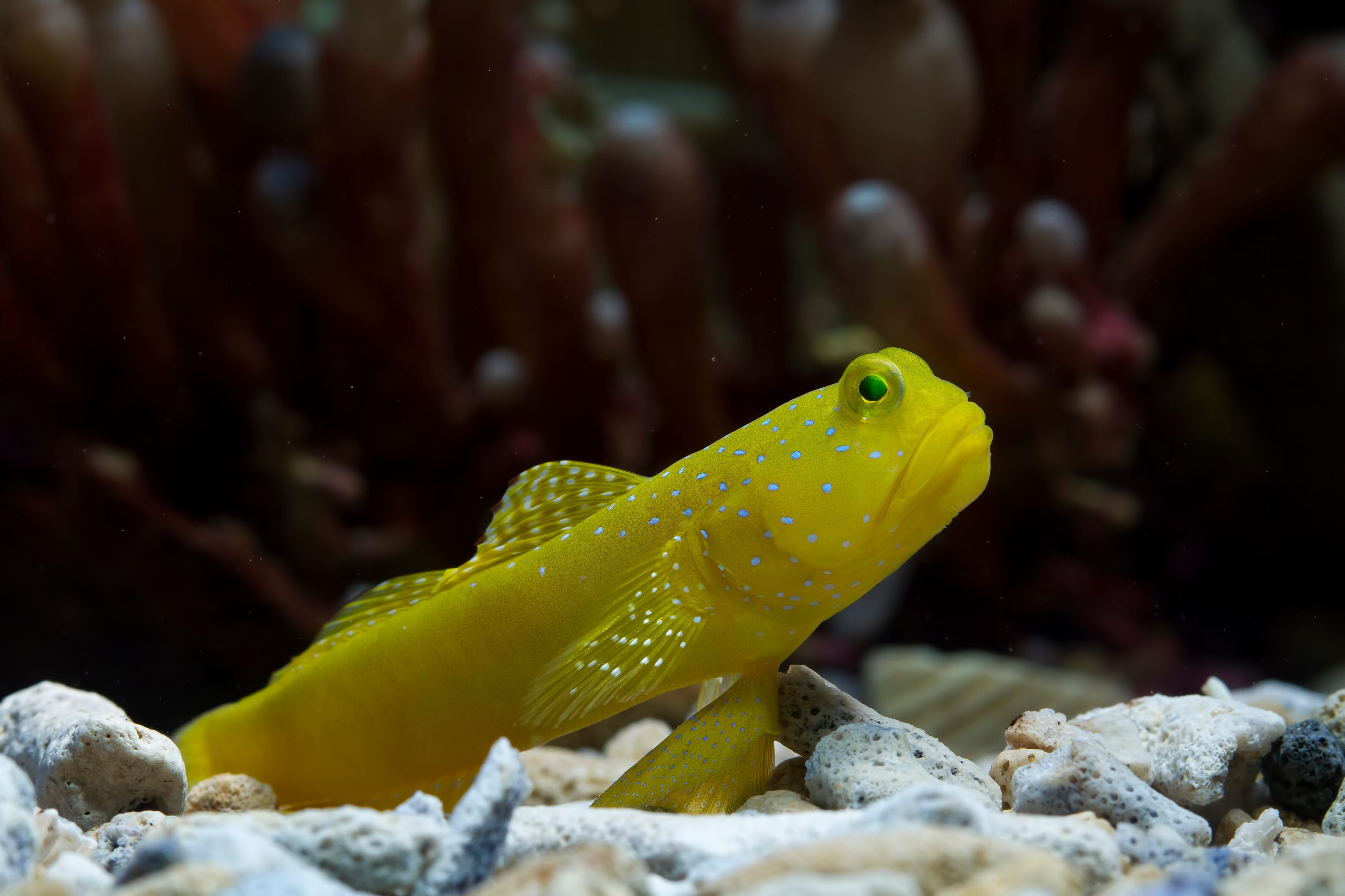 Yellow Watchman Goby