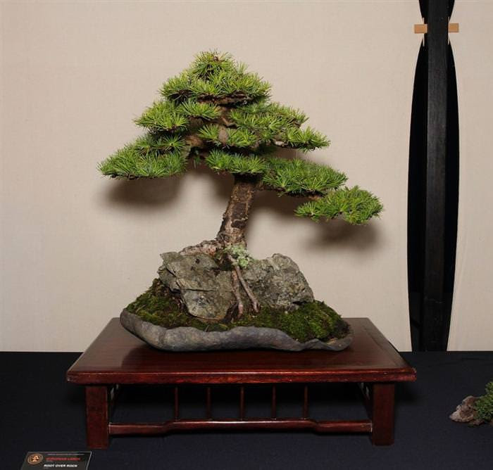 Những cây bonsai đẹp nhất của Nhật Bản Ab803e9f-dc39-425d-b643-4c1ab846dd5a