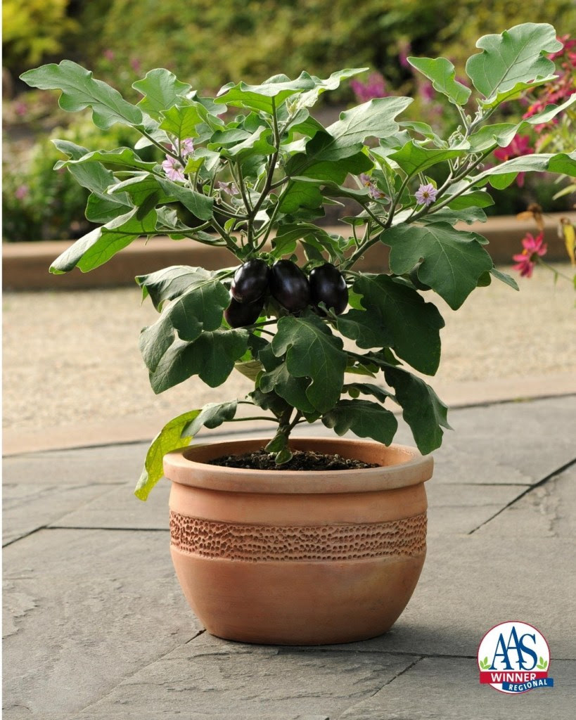 Growing Eggplant in pots