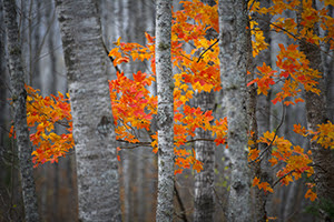 close up of trees with fall foliage