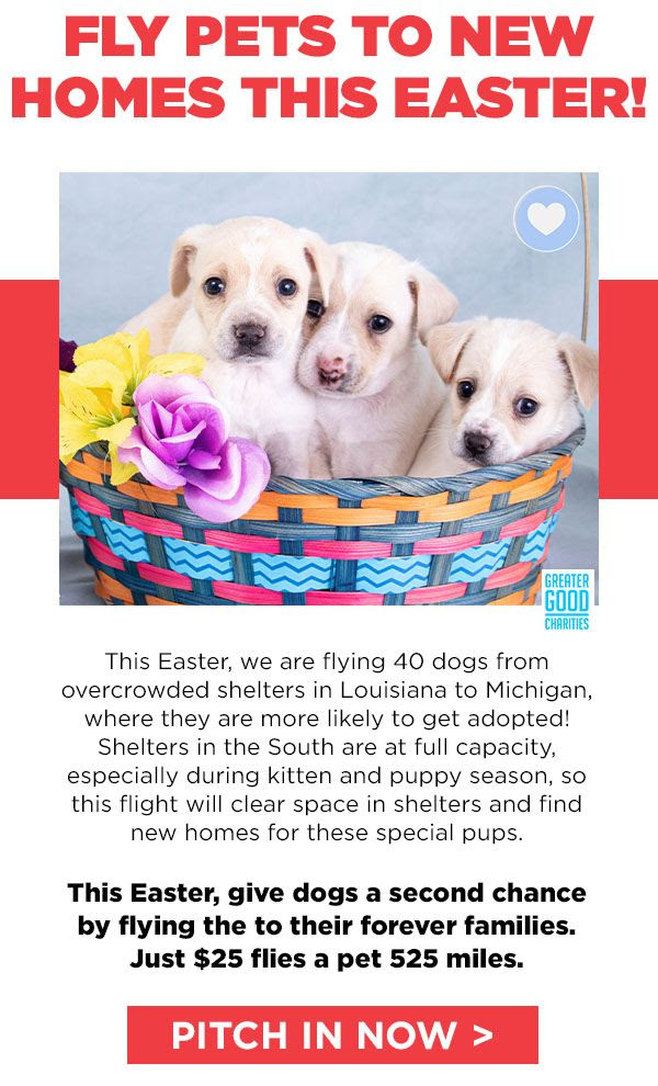 Flight to Freedom: Fly Pets to New Homes this Easter