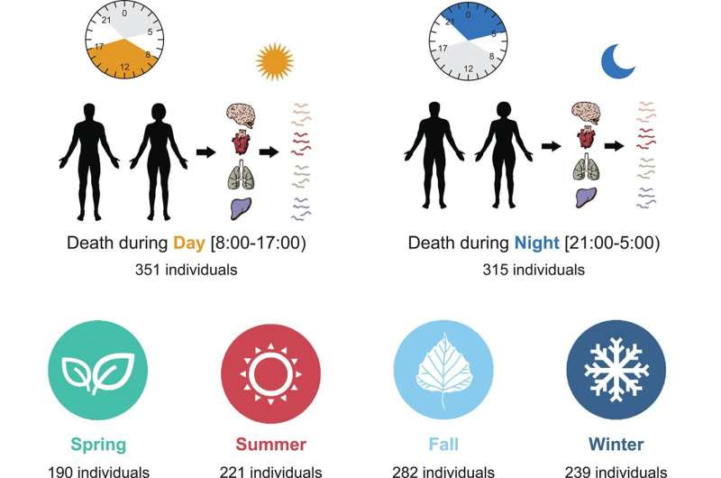 Seasonal and circadian genetic variation charted across the human body