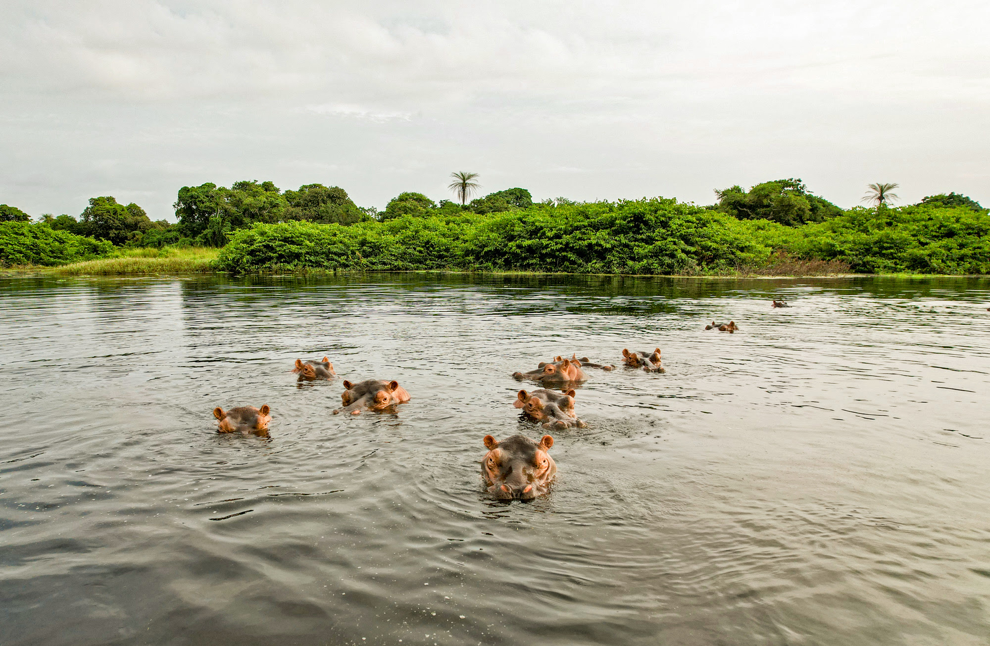 Los hipopótamos de agua salada del lugar.