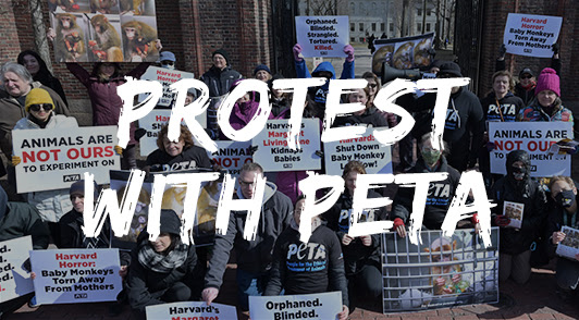 Protest with PETA