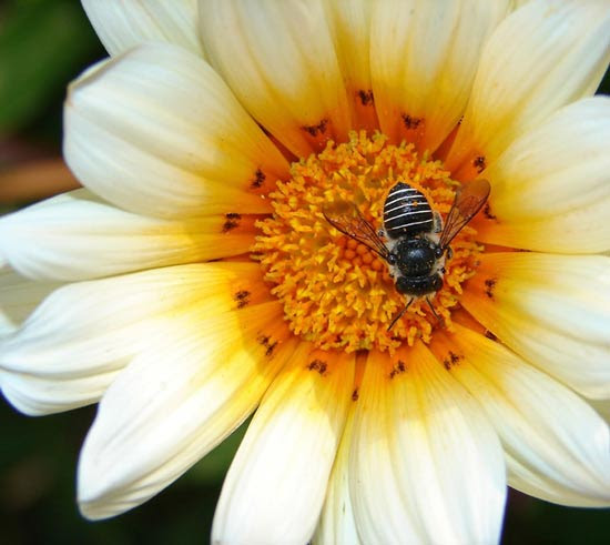 عکس هایی از نمای نزدیک از حشرات و گل ها