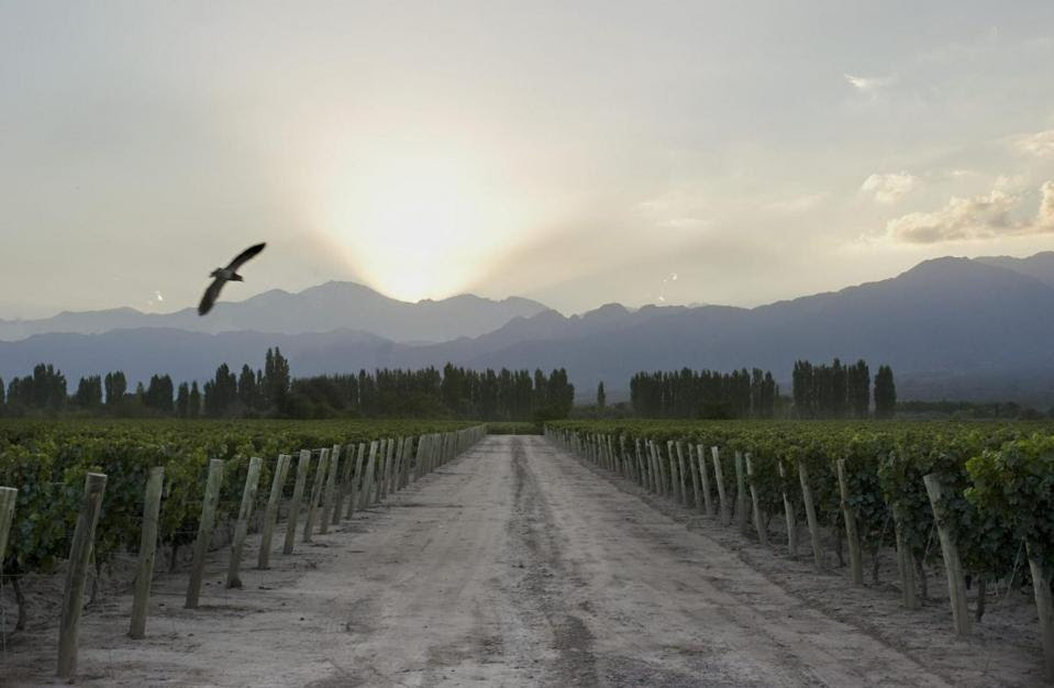 The Moet Hennessy Cheval de Los Andes vineyards in Mendoza.