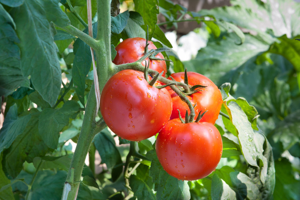 How We Prune Tomatoes for a Healthy, Productive Crop