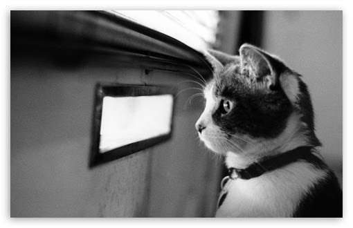 RV/GCR Chatter ~ 4/06/2016 Waiting_cat-t2
