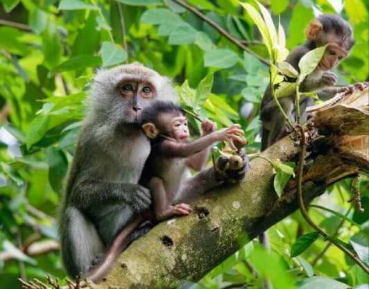 Image of an adult monkey with two babies