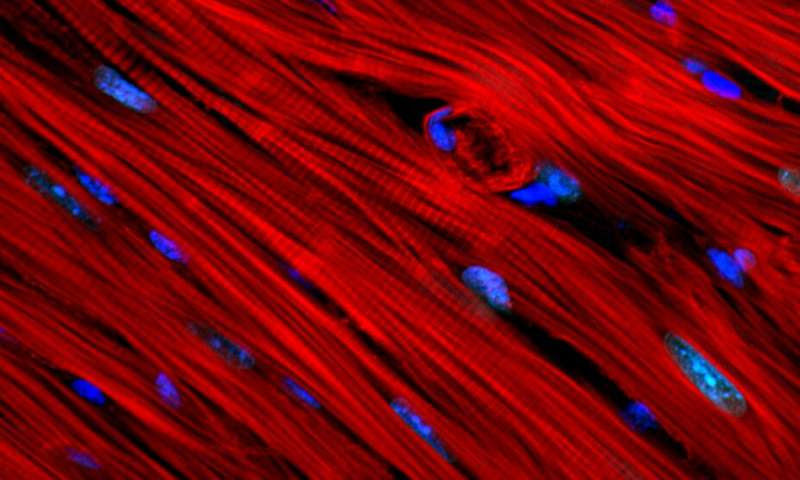 Mechanical forces in a beating heart affect its cells' DNA, with implications for development and disease