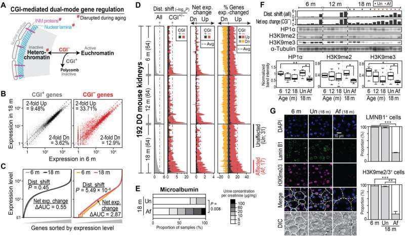 Gene expressions related to DNA changes due to aging found to be related to CpG islands