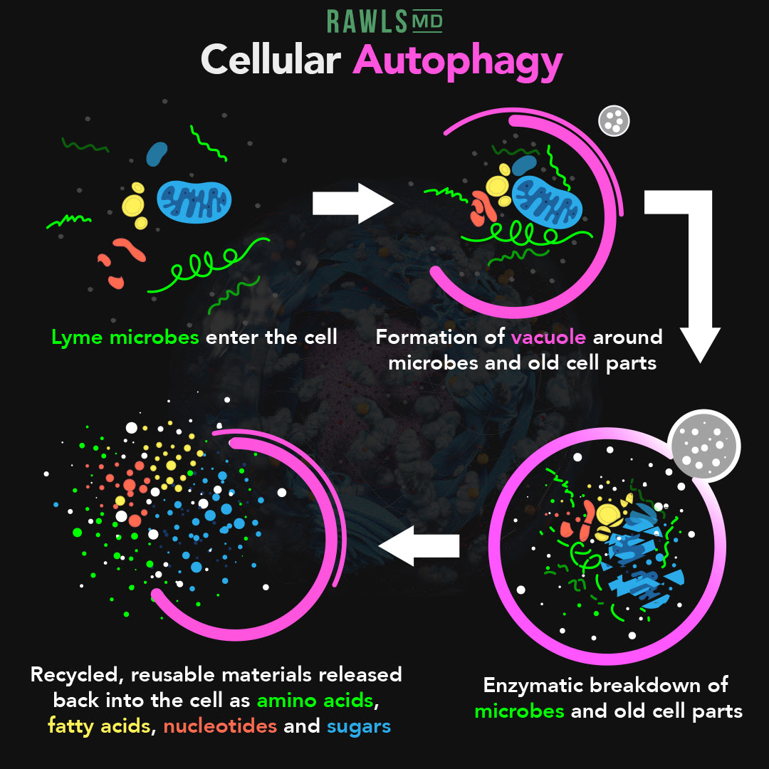 cellular autophagy diagram, microbes enter cell, from vacuole, recycled materials into cell, enzymatic breakdown