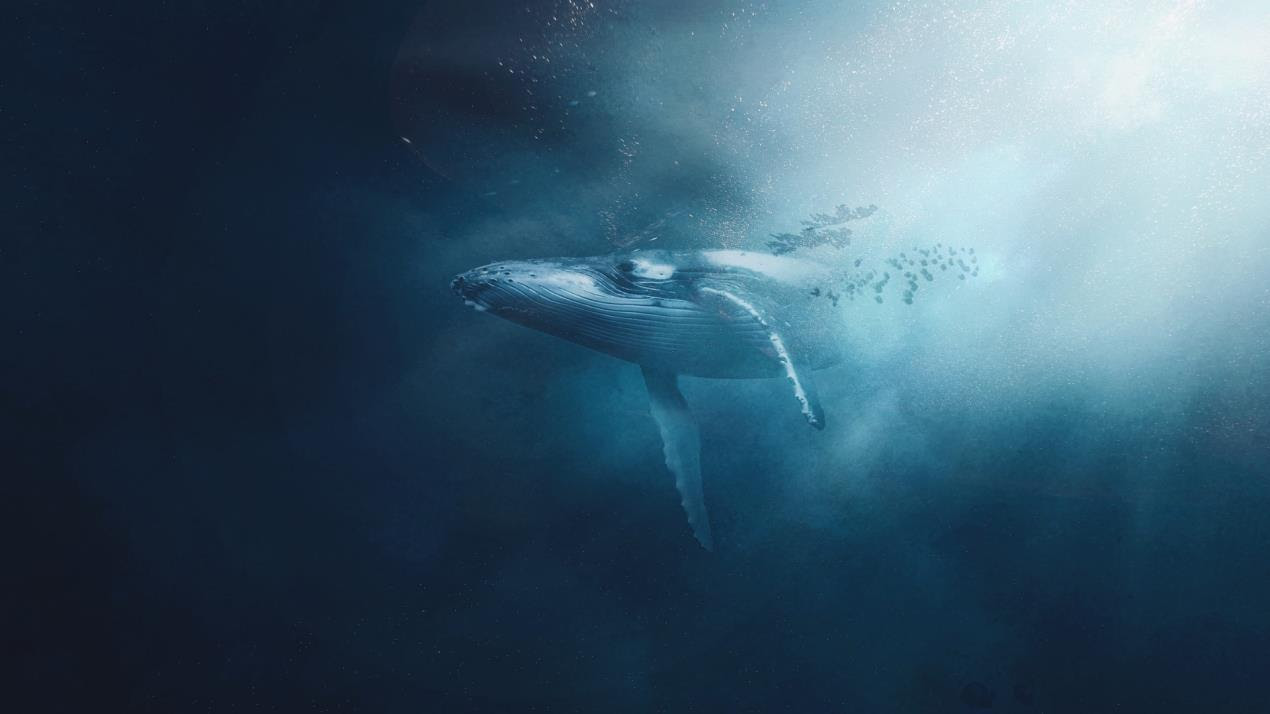 A humpback whale in the Southern Ocean. Credit Gabriel Sizzi on Unsplash