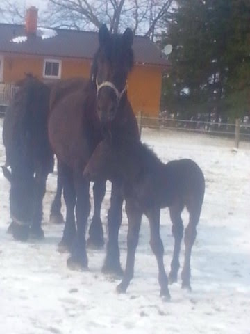 horses, org,anic farm