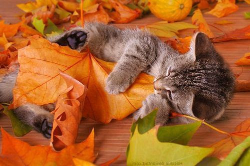 Fall cat