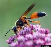 great golden digger wasp (Sphex ichneumoneus)