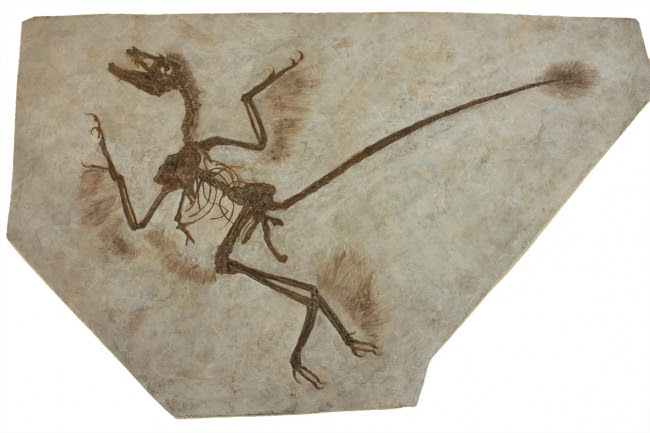 貴重な羽毛の残る恐竜化石（ミクロラプトル）