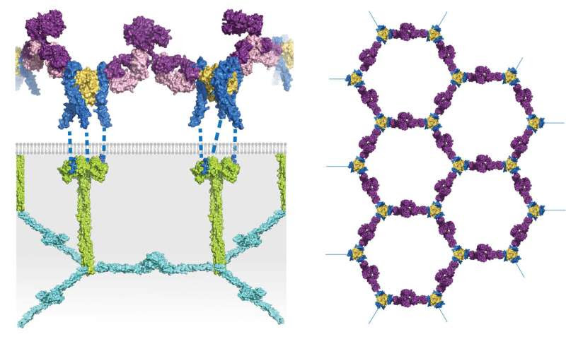 Opening a new door into kinder, gentler therapies for chronic inflammation