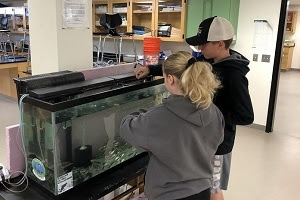 back view of a girl and a boy pulling salmon fry from a classroom tank