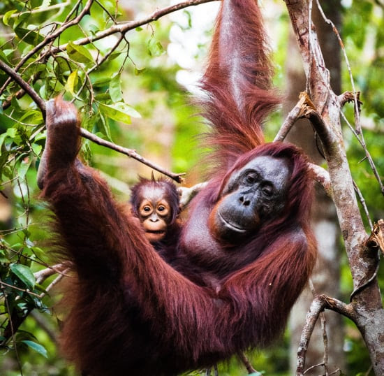 Wild orangutans