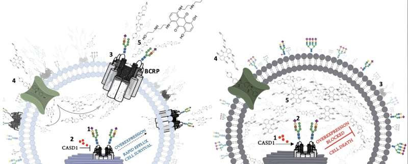 Study reveals insights into how cancer cells evade treatment