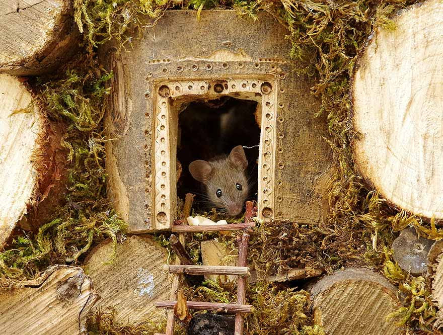 Photographer Builds A Tiny Village For A Mouse He Found In His Yard Photographer Builds A Tiny Village For A Mouse He Found In His Yard