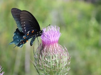 butterfly