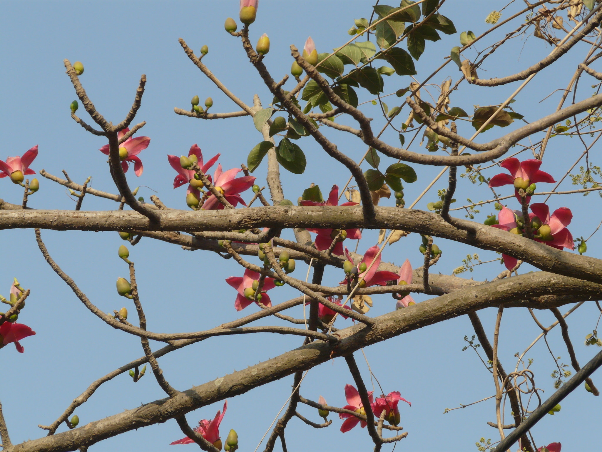 Bombax ceiba L.