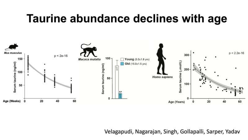 Taurine may be a key to longer and healthier life